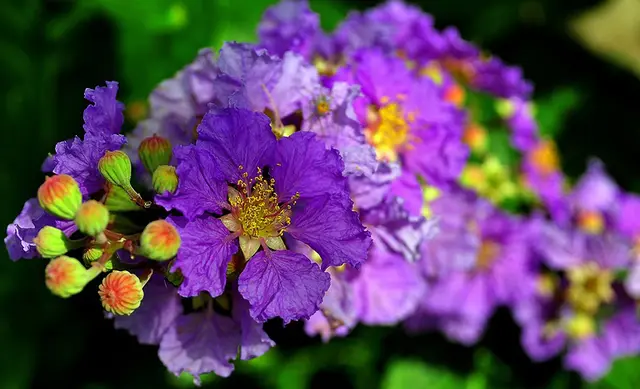 Inthanin Flower